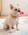 Puppi Ruffberry Rose Squeaker Toy