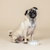 Rounded Scallop Powder Blue Dog Bowl - Small