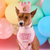 Dog Birthday Crown & Numbers Set