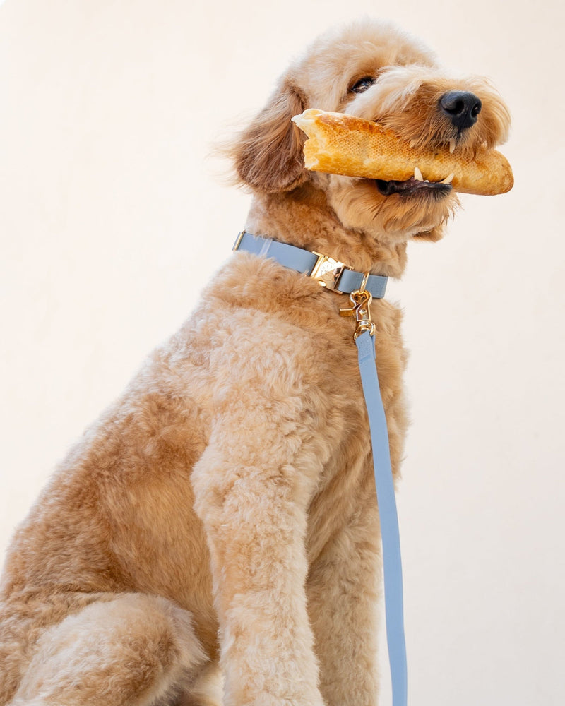 Waterproof Cloud Dog Collar