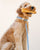 Waterproof Cloud Dog Collar