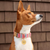 Foggy Dog Nantucket Stripe Dog Collar