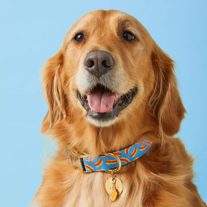 Hot Diggity Dog Collar