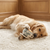 Ruff's Coffee Cup & Saucer Dog Toy