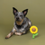Way To Grow Sunflower Latex Dog Toy