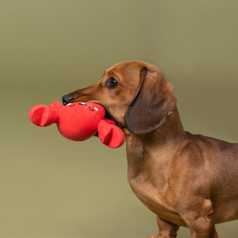 Snappy & Happy Latex Lobster Dog Toy