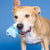 Out Of The Blue Plush/Rubber Dog Toy