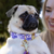 Foggy Dog Pressed Pansies Dog Collar