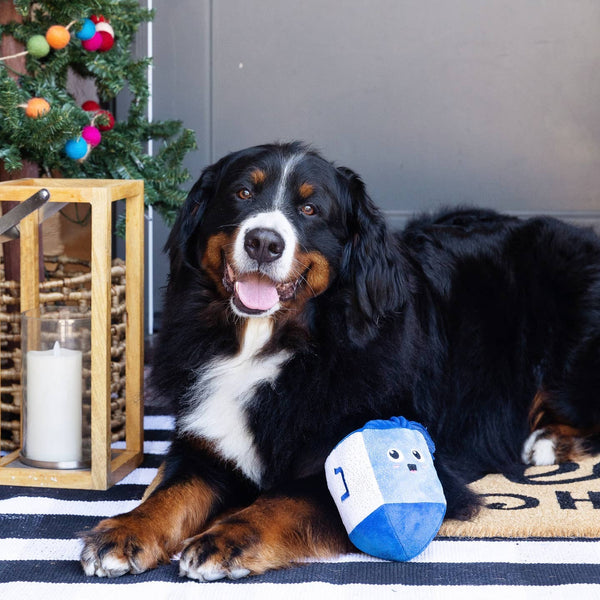 Go For A Spin Dreidel Dog Toy