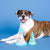 Yappy Barkday Plush/Rubber Dog Toy