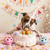 Party Pupsicle