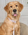 Waterproof Cloud Dog Collar