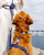 Cloud Lite Dog Harness