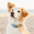 Lake Blue Gingham Dog Collar