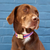 Sloane Striped Webbing Dog Collar - Pink/Navy
