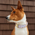 Paintfresh x TFD Lobster Landing Dog Collar