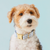Sky Blue Gingham Dog Collar