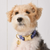 Foggy Dog Regatta Dog Collar