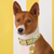 Lemon Zest Dog Collar