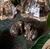 Clever Creatures Black Bear Salt & Pepper Shaker Set